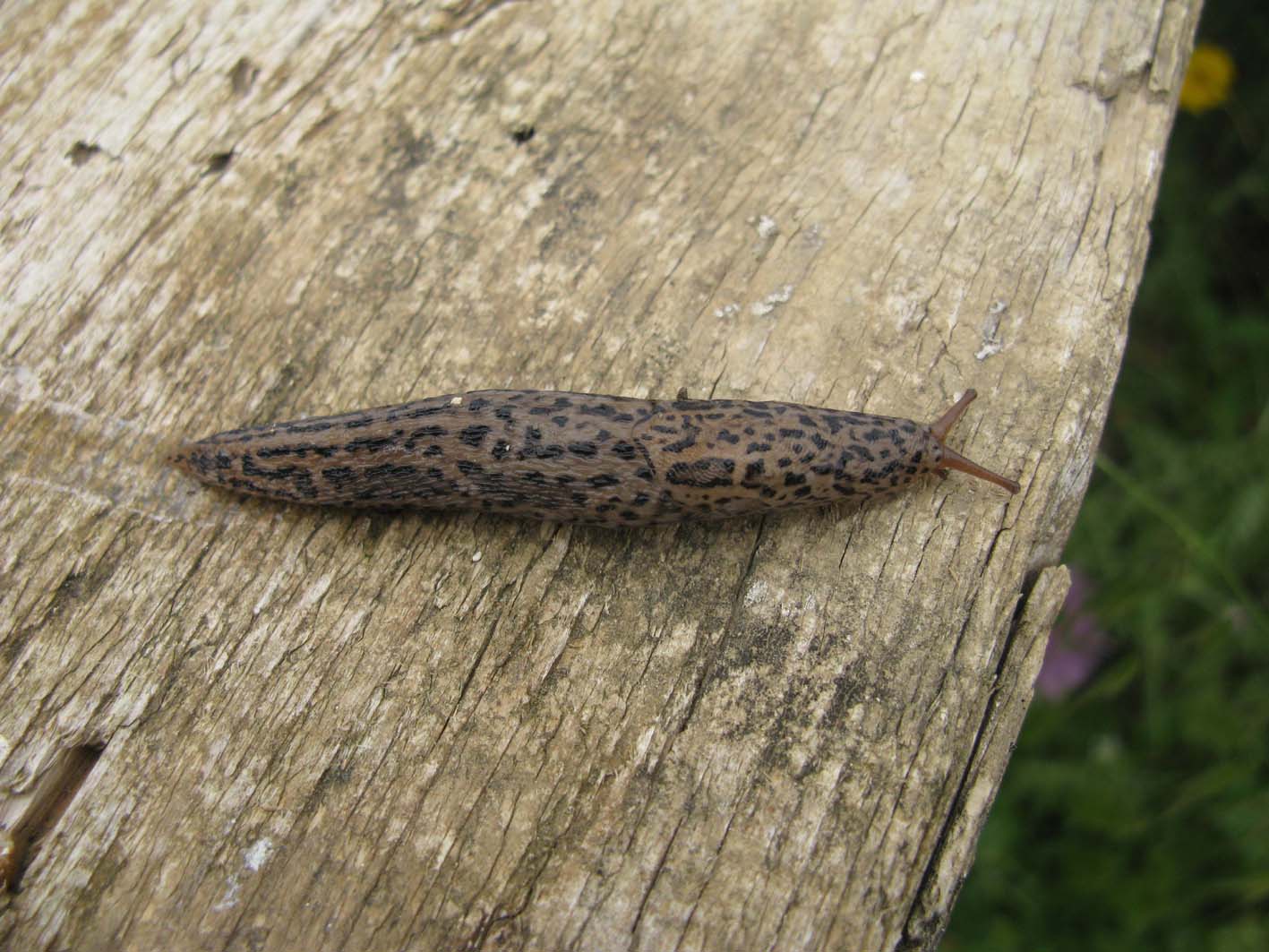 Limax del maximus-gruppo da Palombara Sabina (RM)